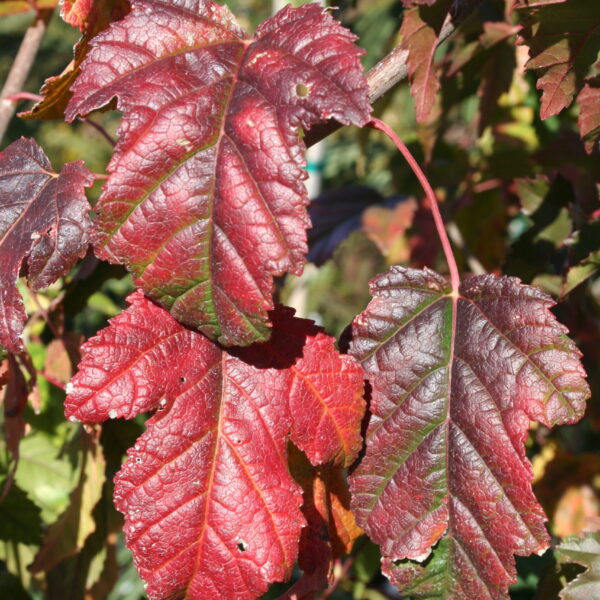 Maple, Ginnala Flame
