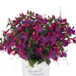 Fuchsia, Upright Jollies Reims