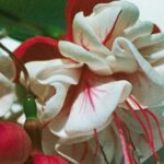 Fuchsia, Trailing White Eyes