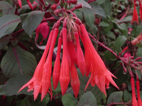 Rige Ewell hoste Fuchsia, Upright Gartenmeister - Campbell's Nursery