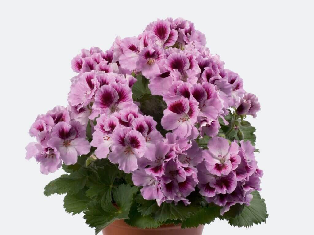 Geranium, Ivy League Salmon Campbells Nursery