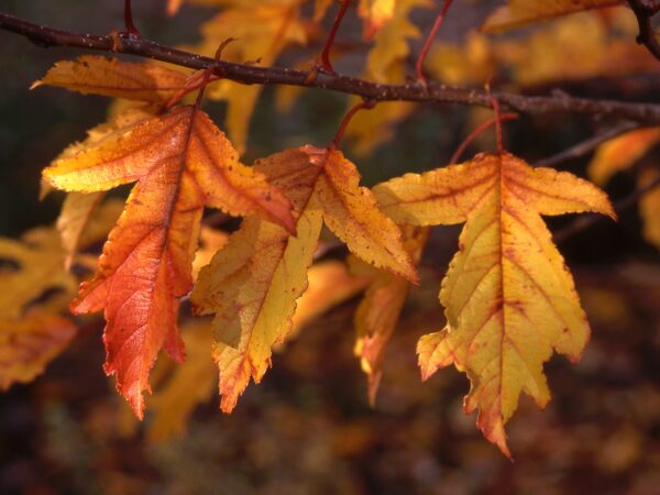 Crabapple, Golden Raindrops - Image 4