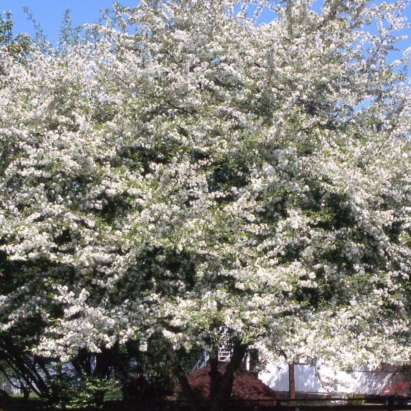 Crabapple, Golden Raindrops