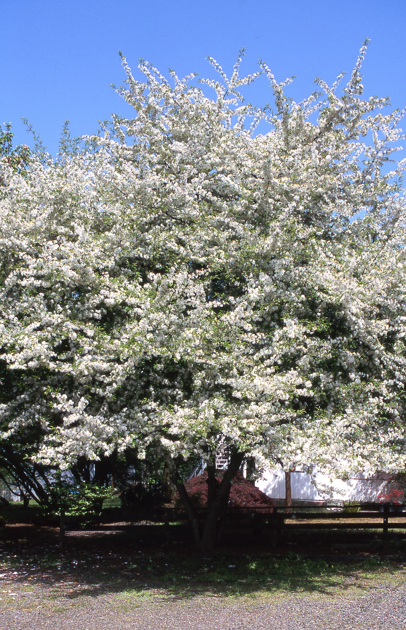 Crabapple, Golden Raindrops