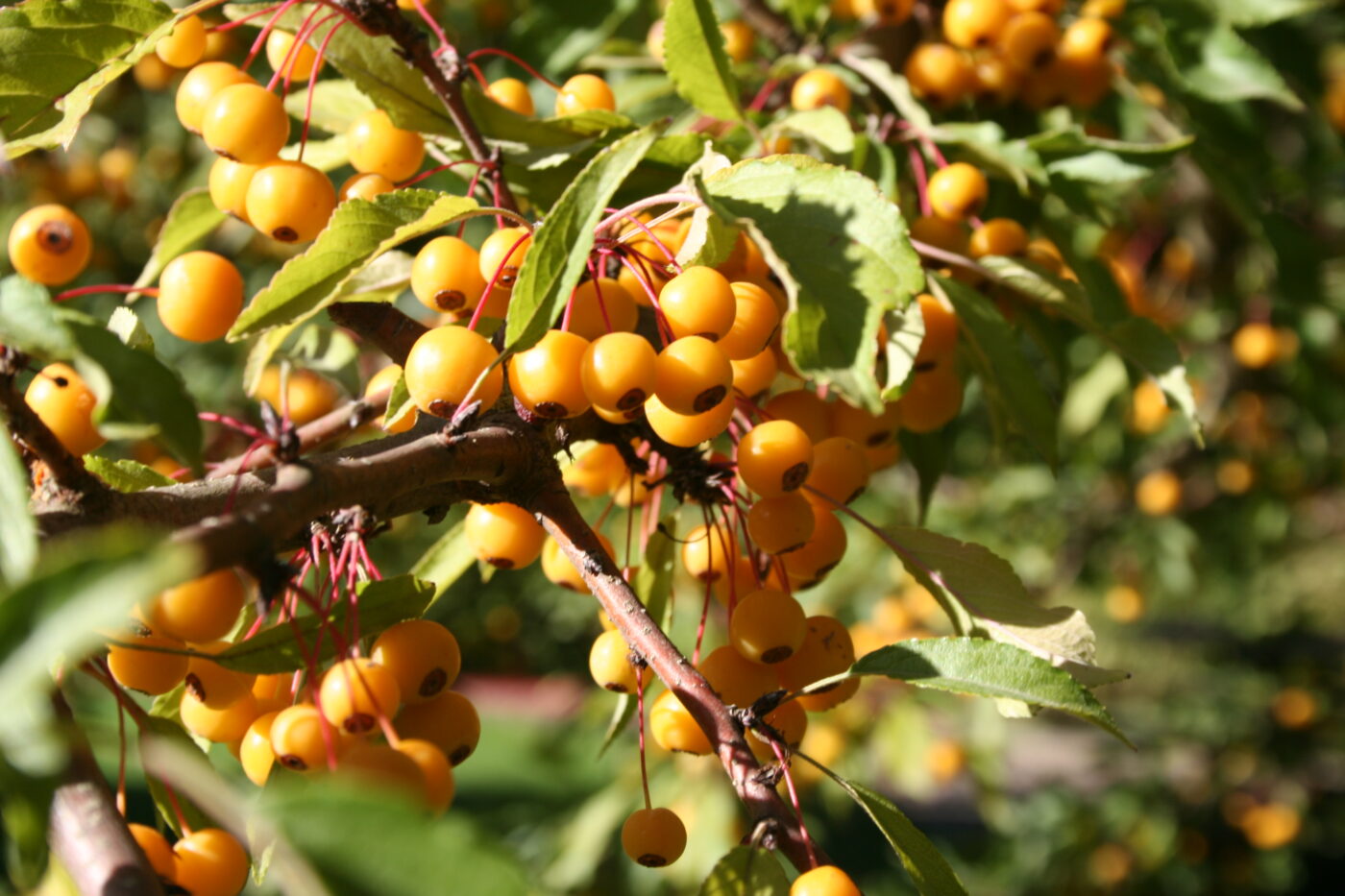 Crabapple, Golden Raindrops Campbell's Nursery
