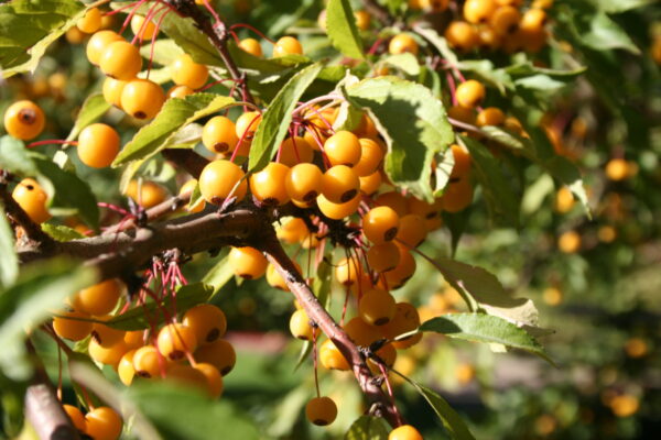 Crabapple, Golden Raindrops - Image 2