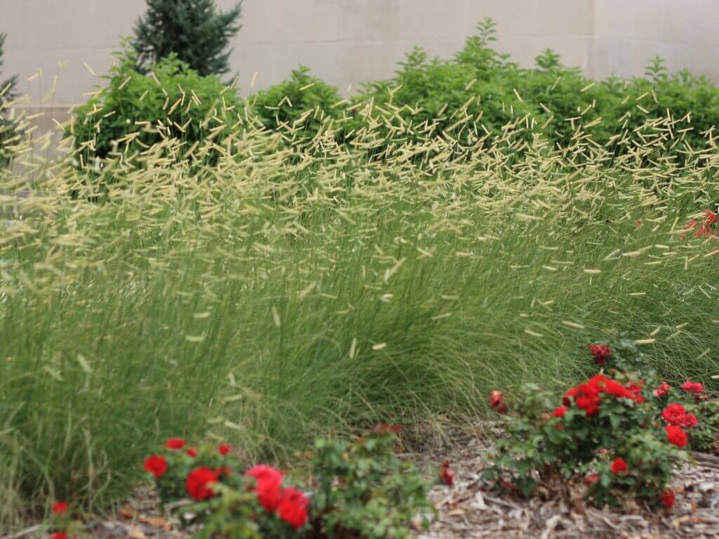 Grass, Grama Blonde Ambition