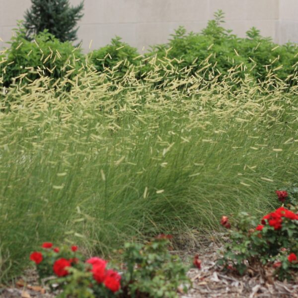 Grass, Grama Blonde Ambition