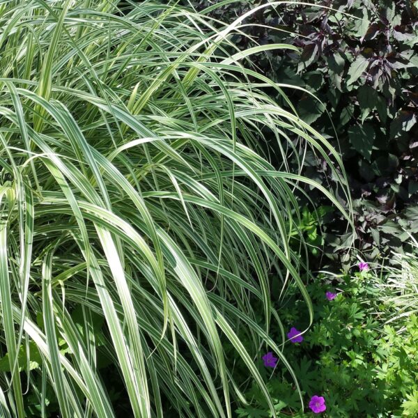 Grass, Maiden Variegated