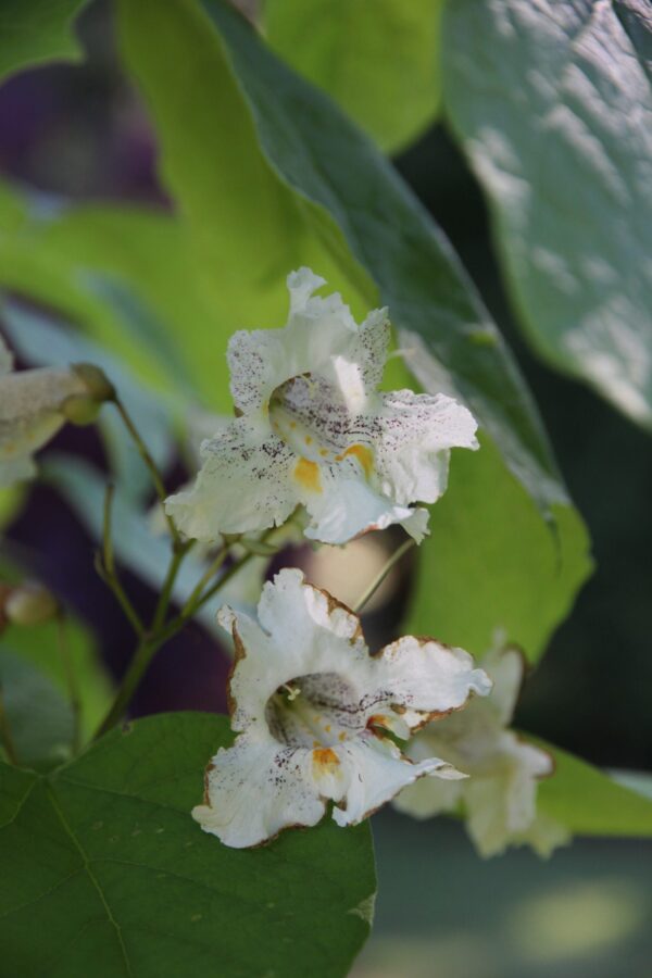 Catalpa, Heartland - Image 3