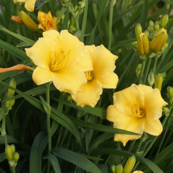 Daylily, Stella de Oro