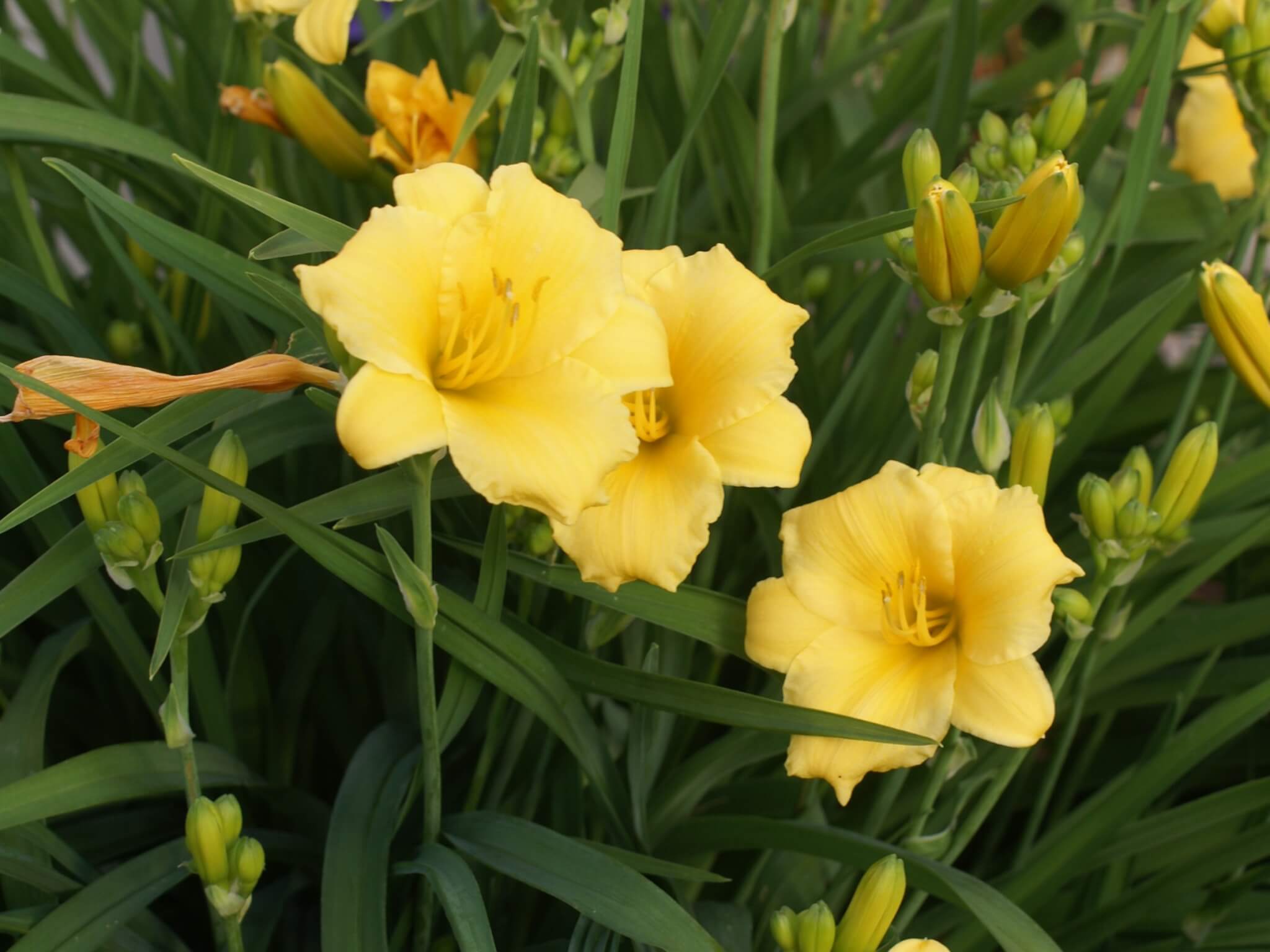 Daylily, Stella de Oro