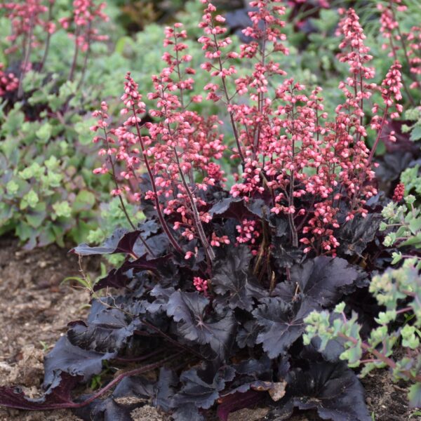 Coralbells, Timeless Night