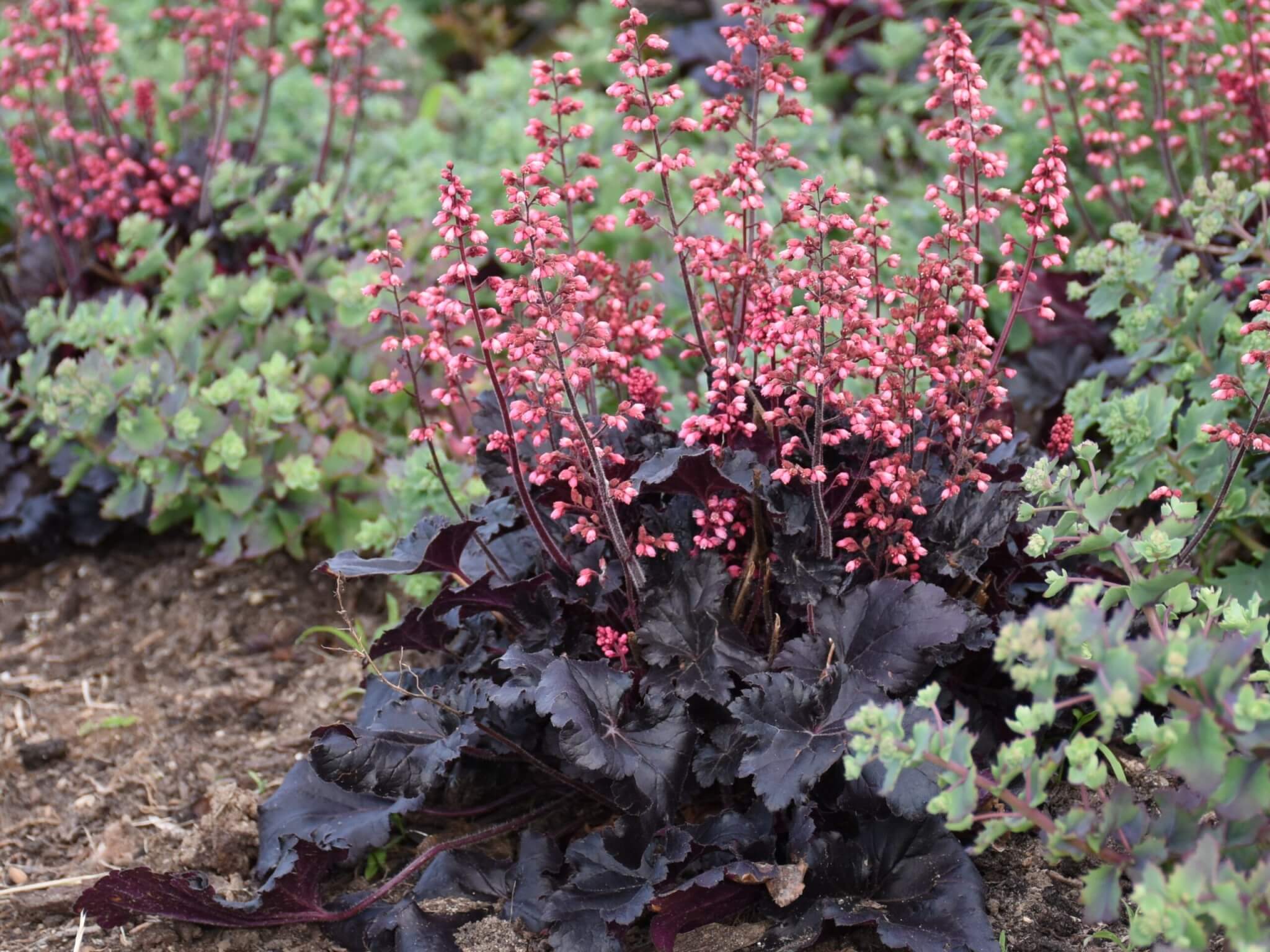 Coralbells, Timeless Night