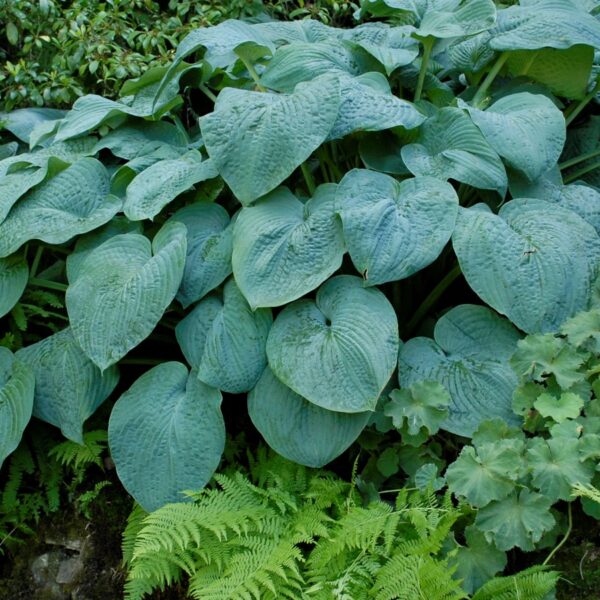 Hosta, Blue Angel