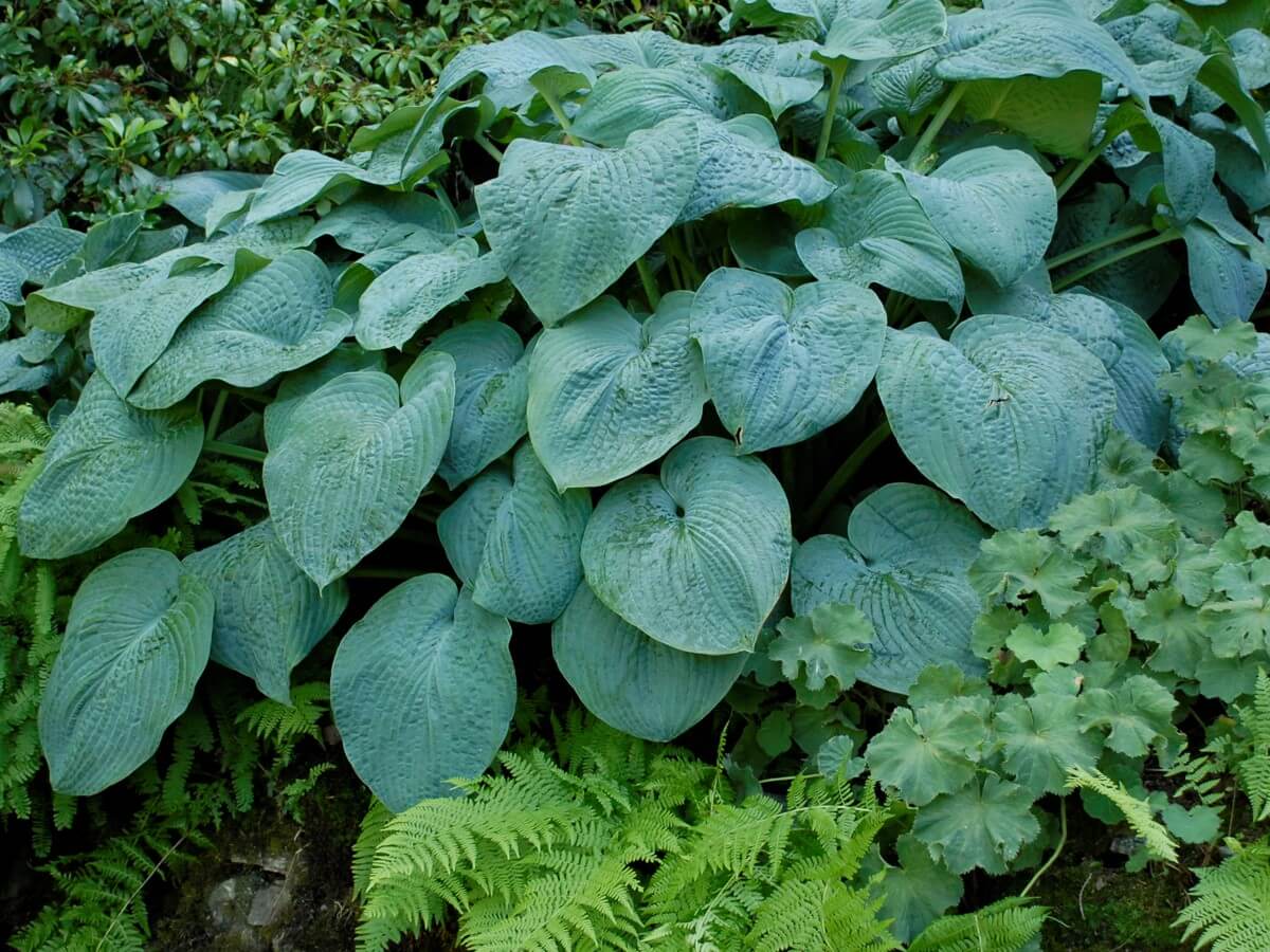 Hosta, Blue Angel