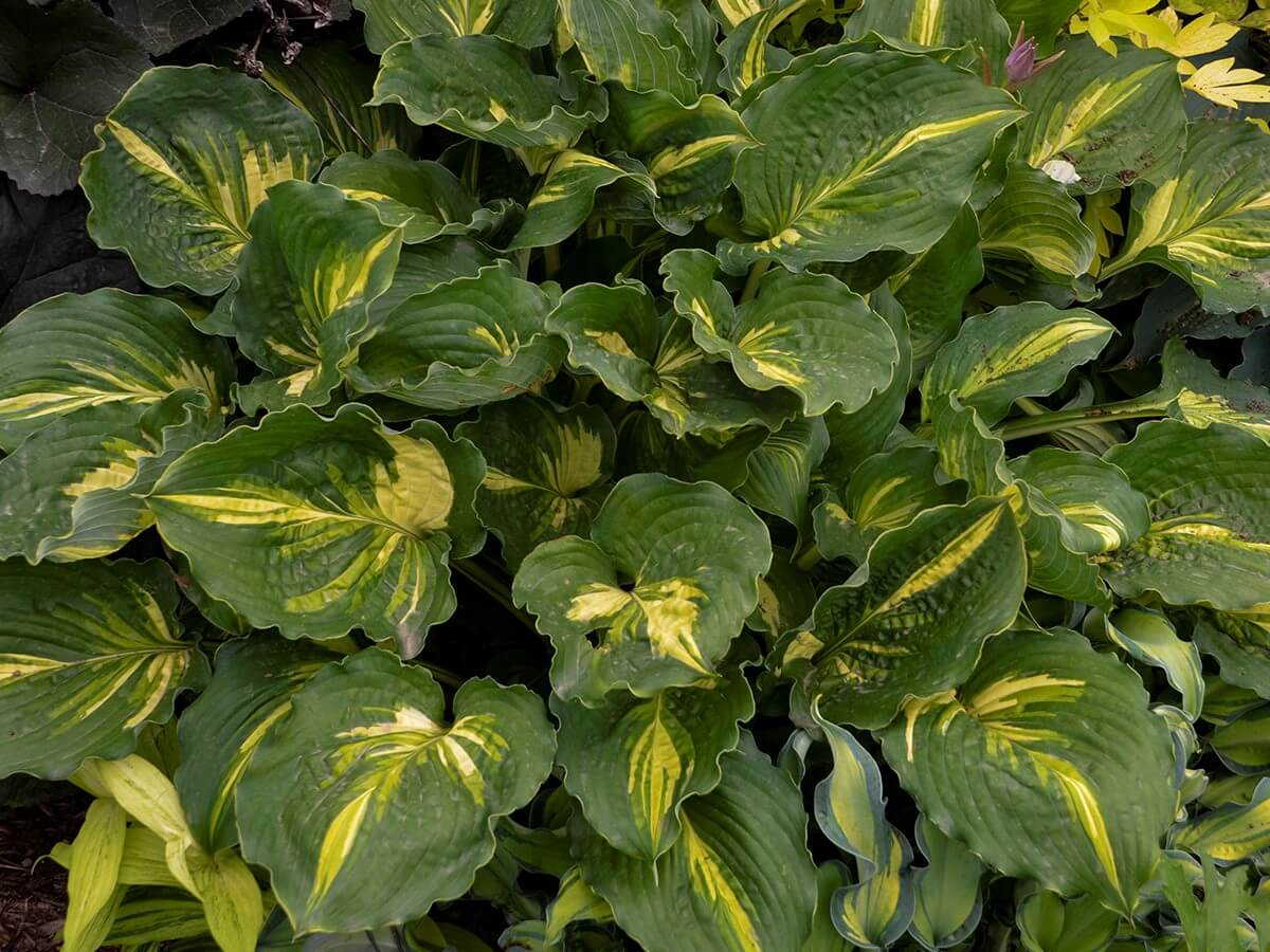 Hosta, Lakeside Paisley Print