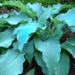 Hosta, Neptune
