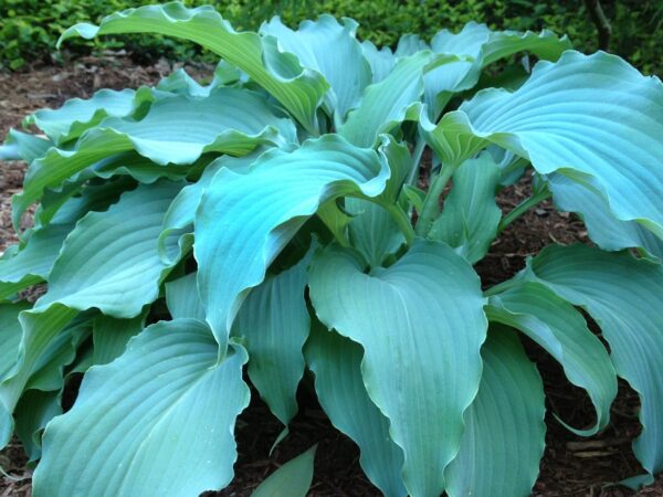 Hosta, Neptune