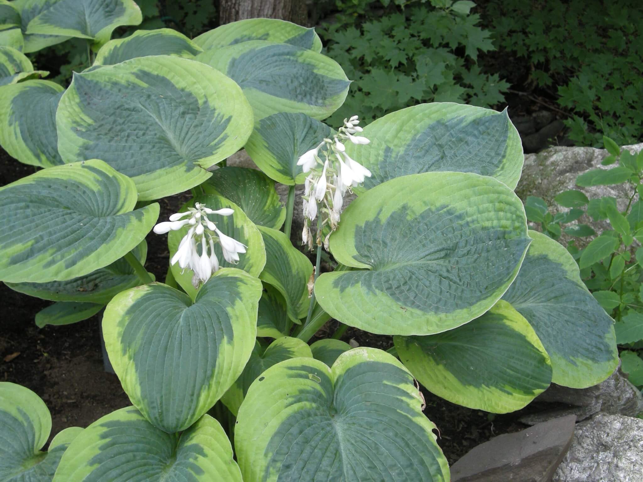 Hosta, Olive Bailey Langdon