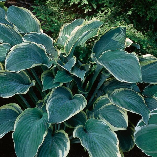 Hosta, Regal Splendor
