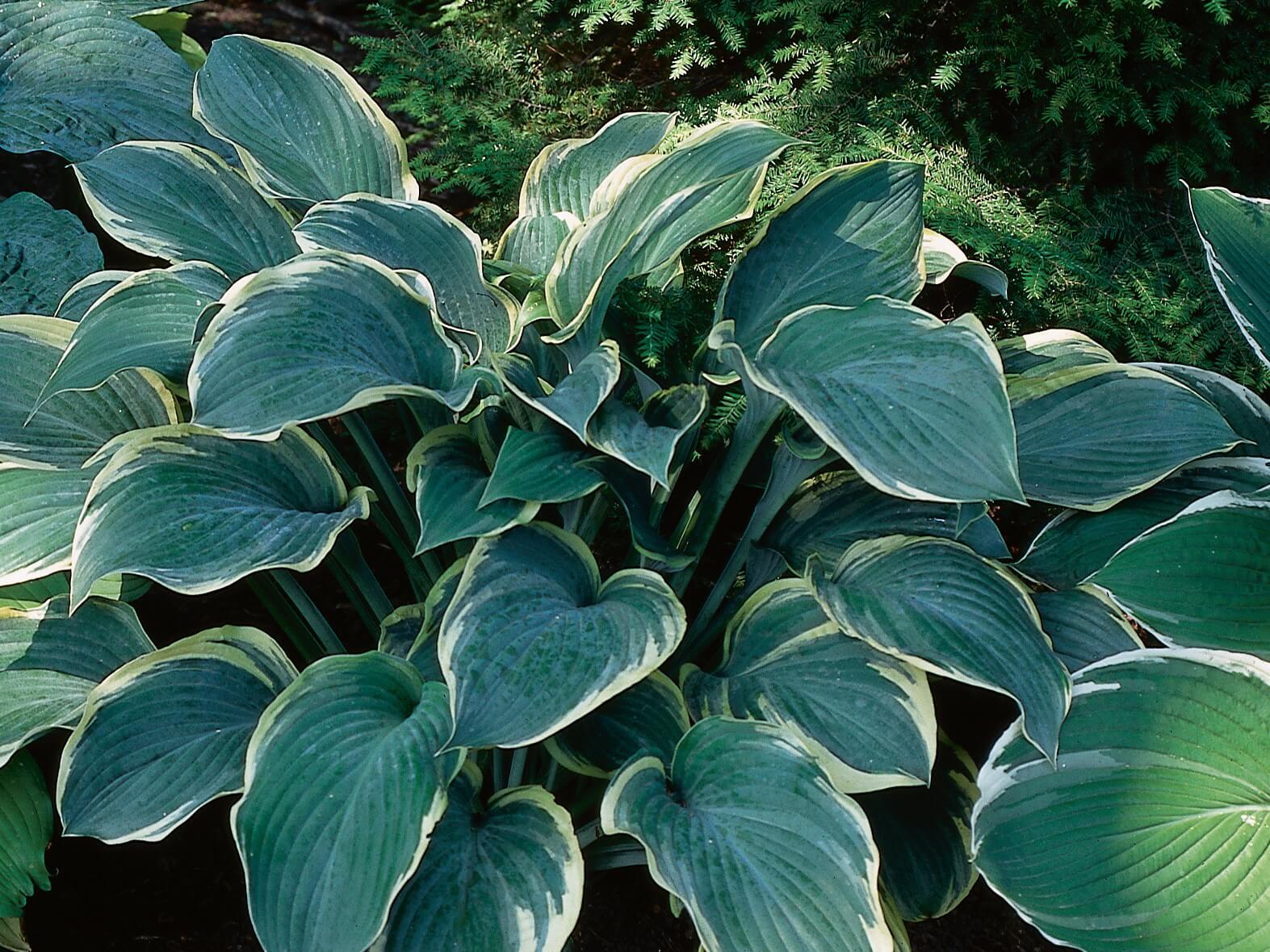 Hosta, Regal Splendor