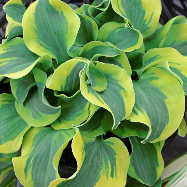 Hosta, School Mouse