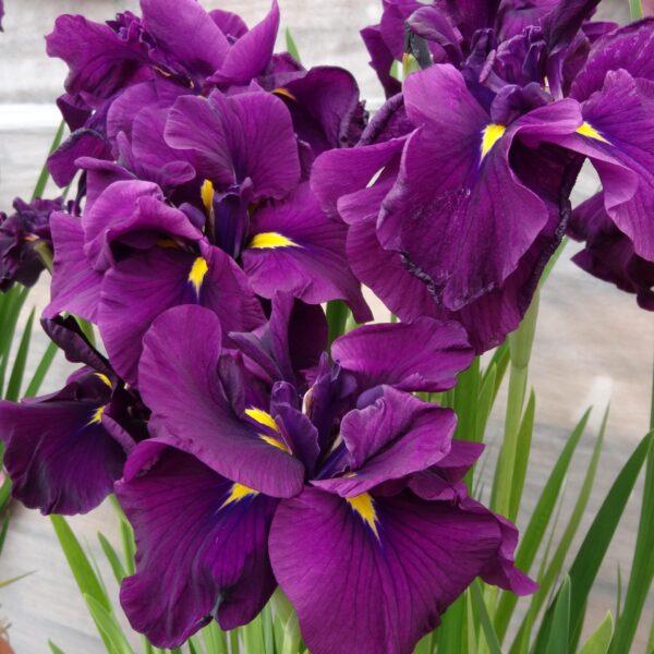 Iris, Japanese Eileen's Dream