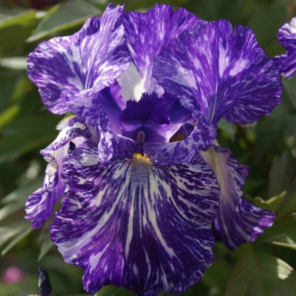 Iris, German Bearded Batik