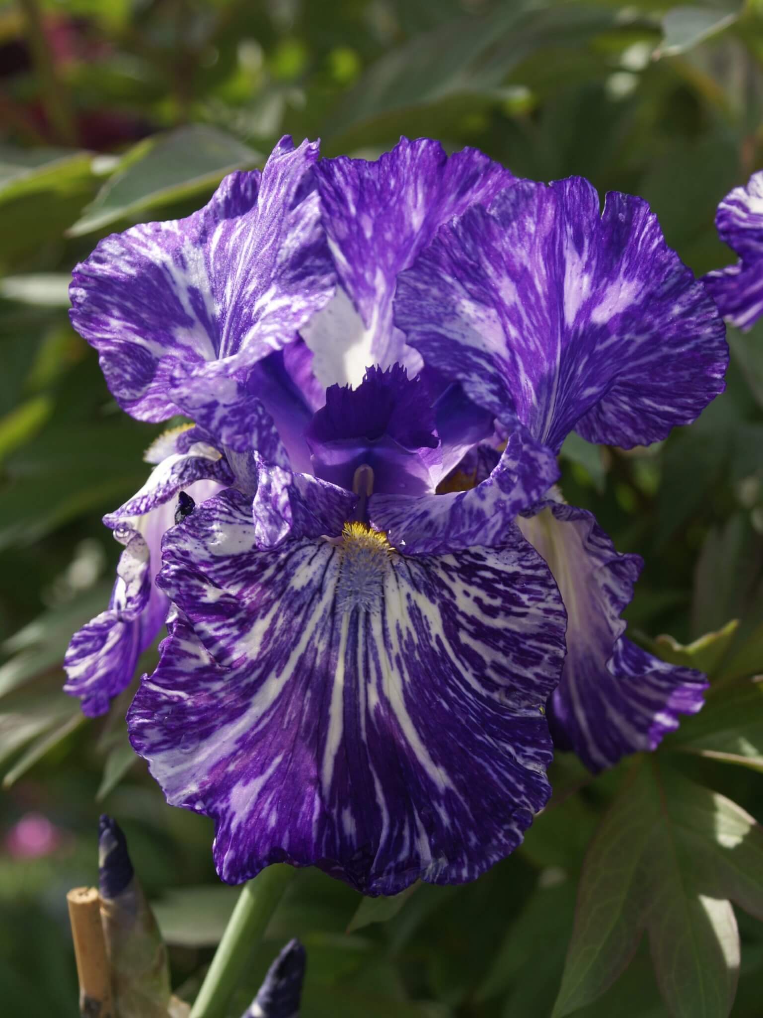 Iris, German Bearded Batik