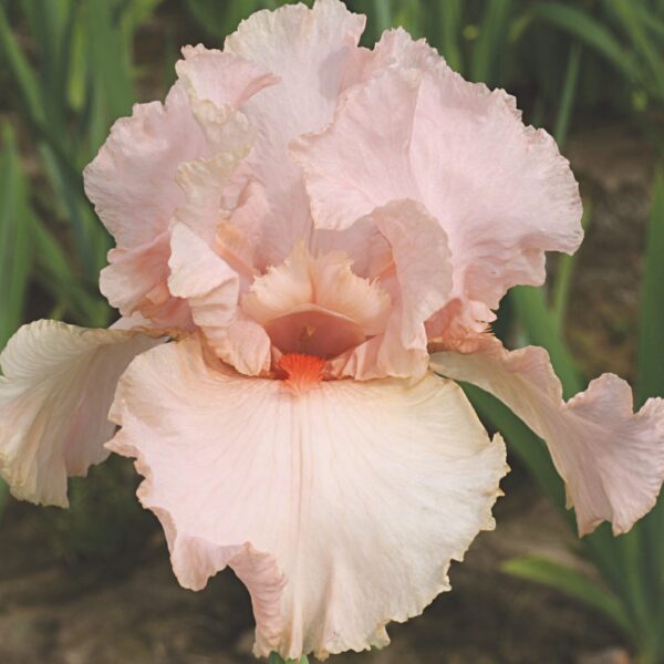 Iris, German Bearded Peggy Sue