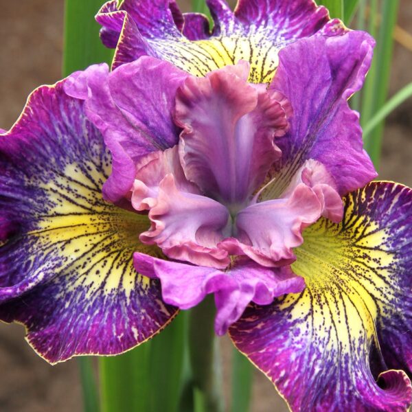Iris, Siberian How Audacious