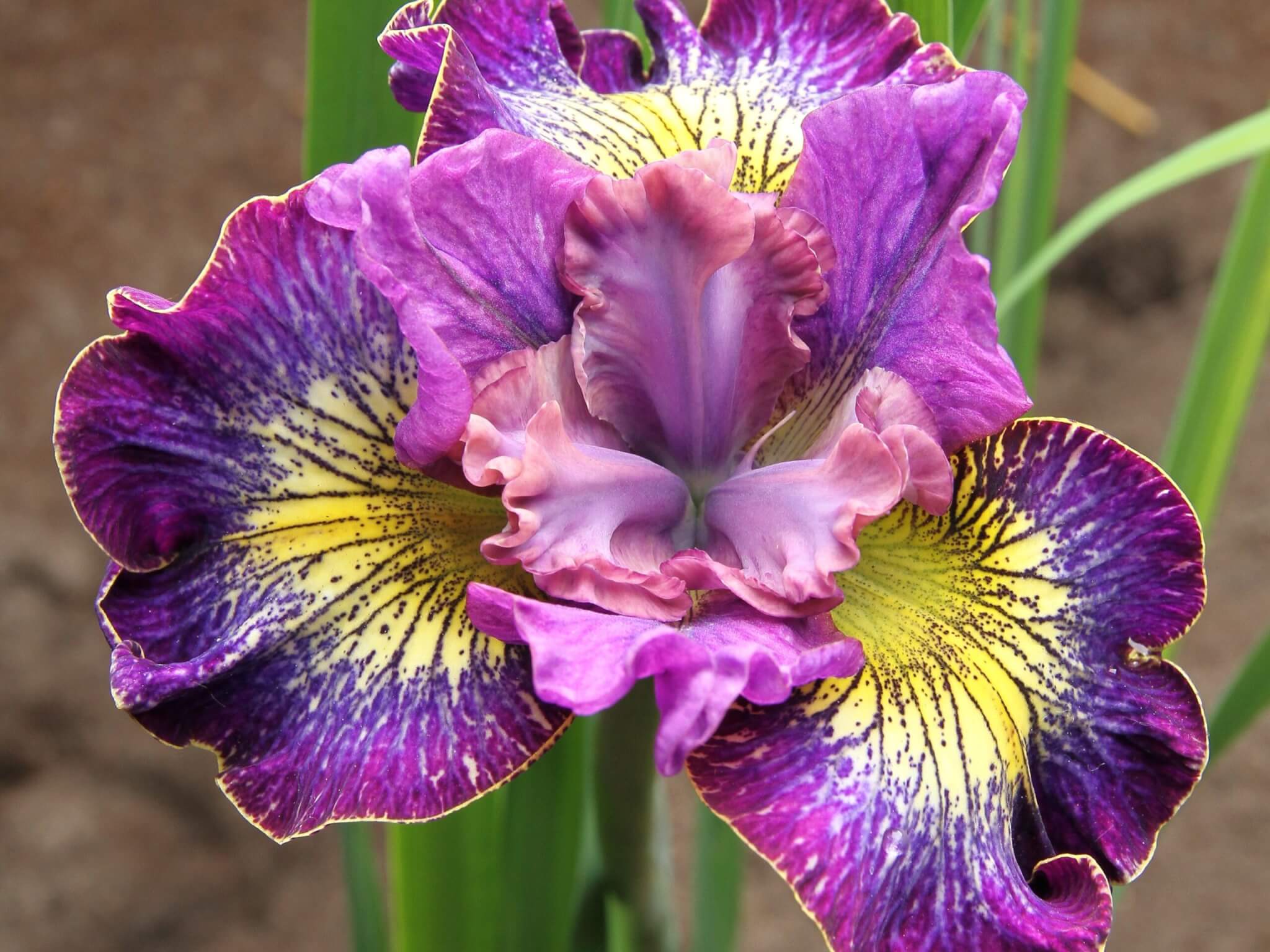 Iris, Siberian How Audacious