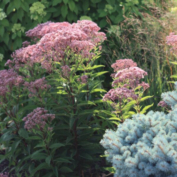Joe Pye Weed, Baby Joe