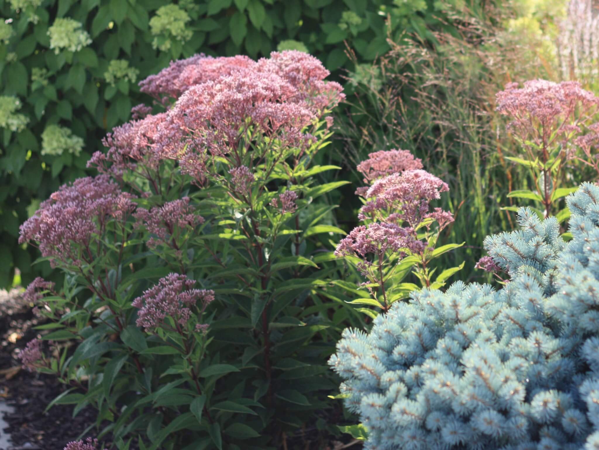 Joe Pye Weed, Baby Joe