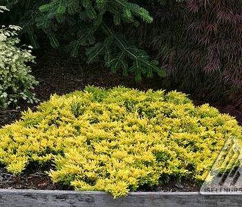 Juniper, Dwarf Golden Creeping Gold Strike