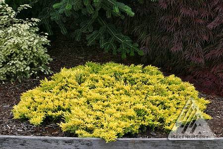 Juniper, Dwarf Golden Creeping Gold Strike