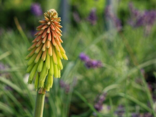 Kniphofia, Fire Dance