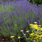 Lavender, Hidcote