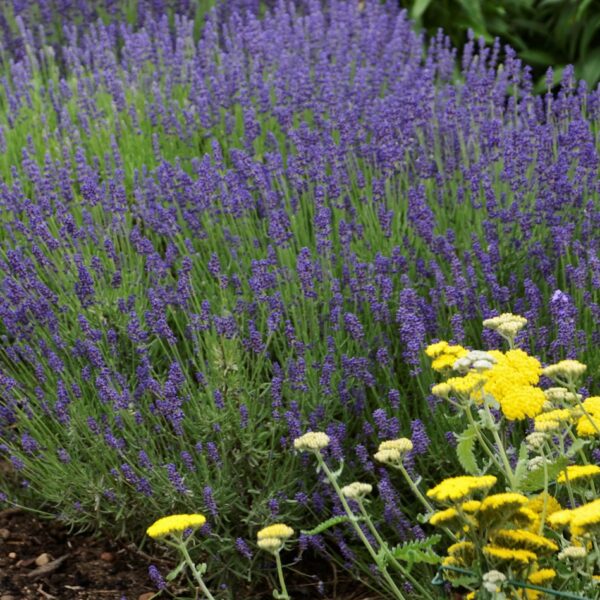 Lavender, Hidcote