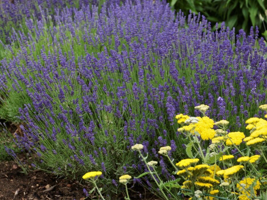 Lavender, Hidcote Campbell's Nursery
