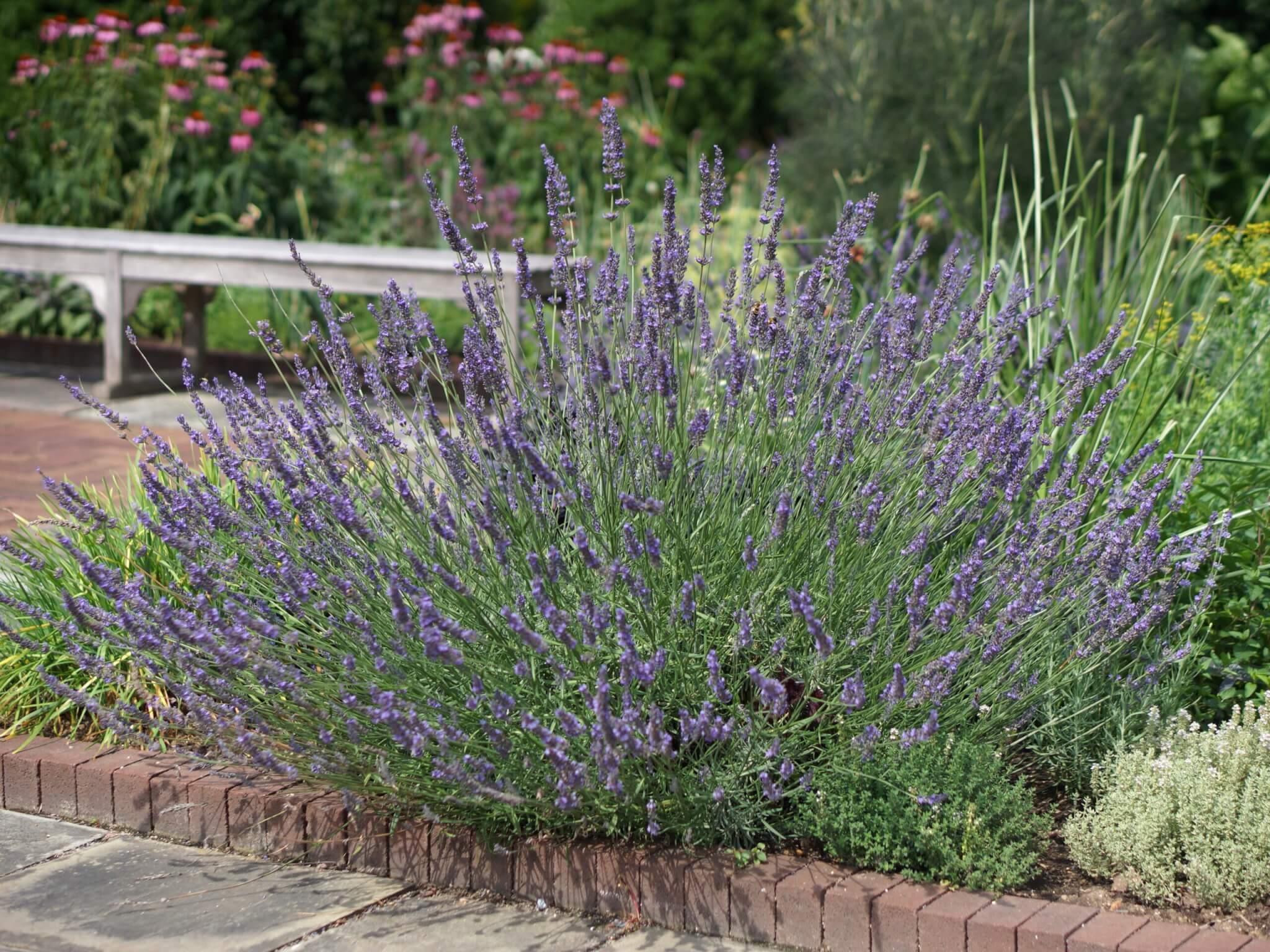 Lavender, Phenomenal