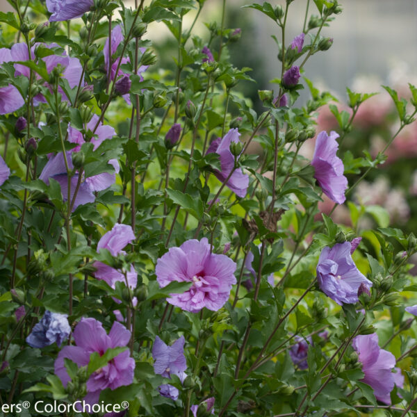 Althea, Lavender Chiffon