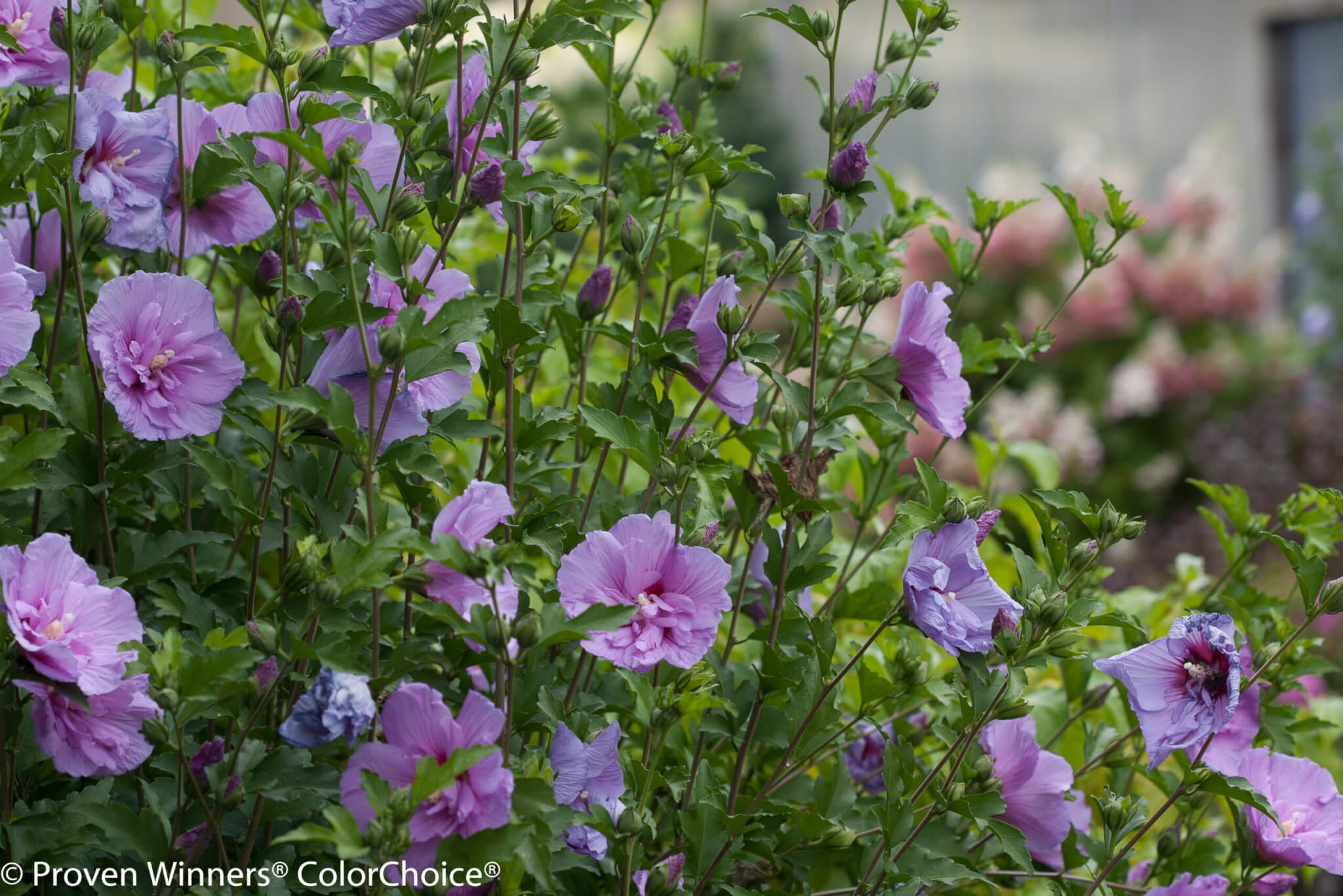 Althea, Lavender Chiffon