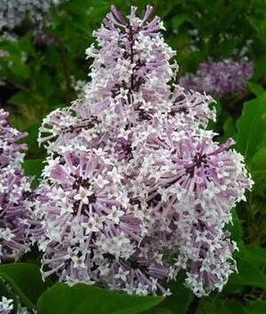 Lilac, Mauchurian Miss Kim