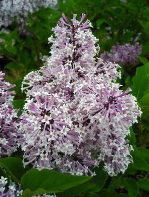 Lilac, Manchurian Miss Kim
