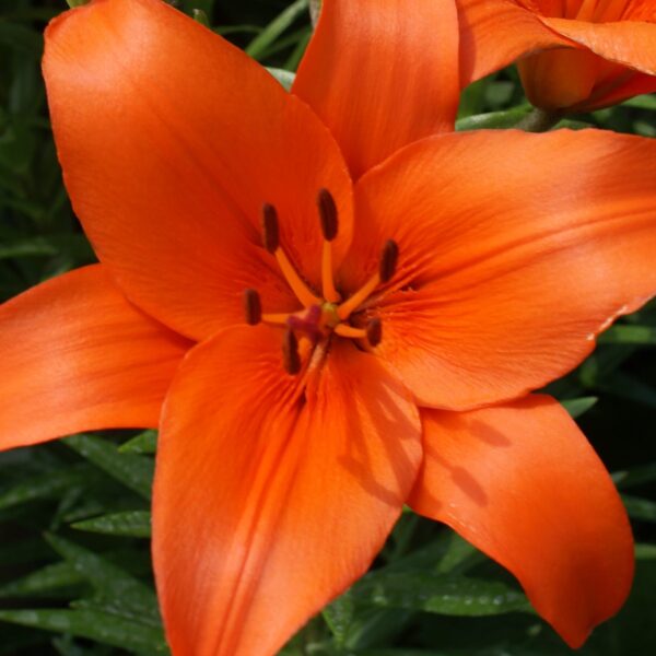 Lily, Asiatic Brunello