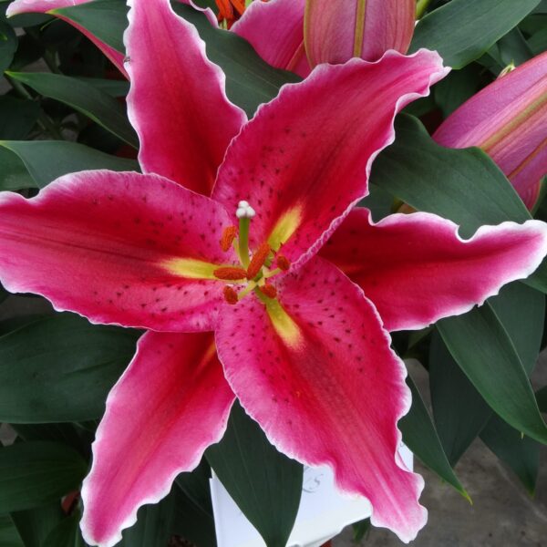 Lily, Oriental Sunny Martinique
