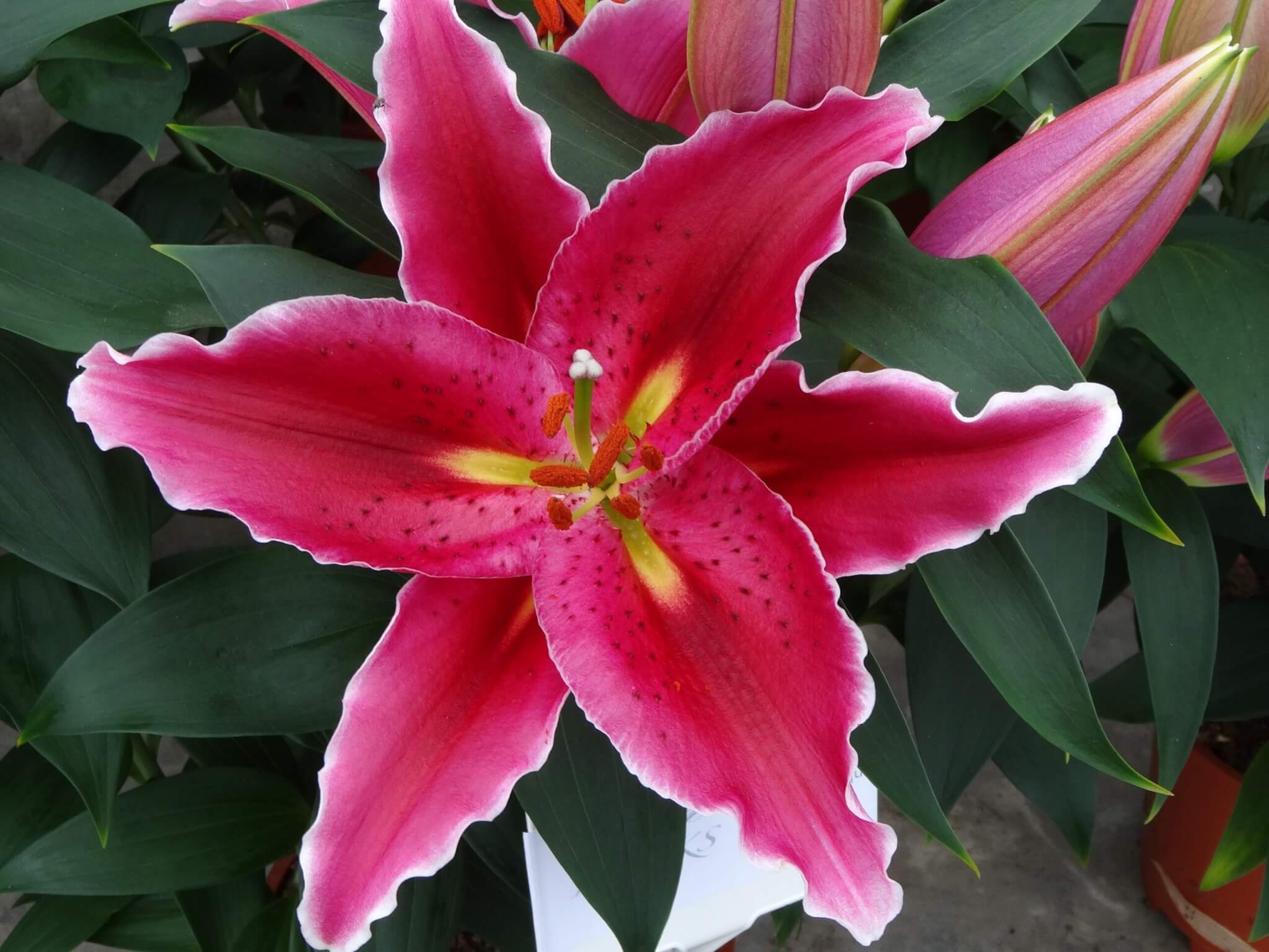 Lily, Oriental Sunny Martinique