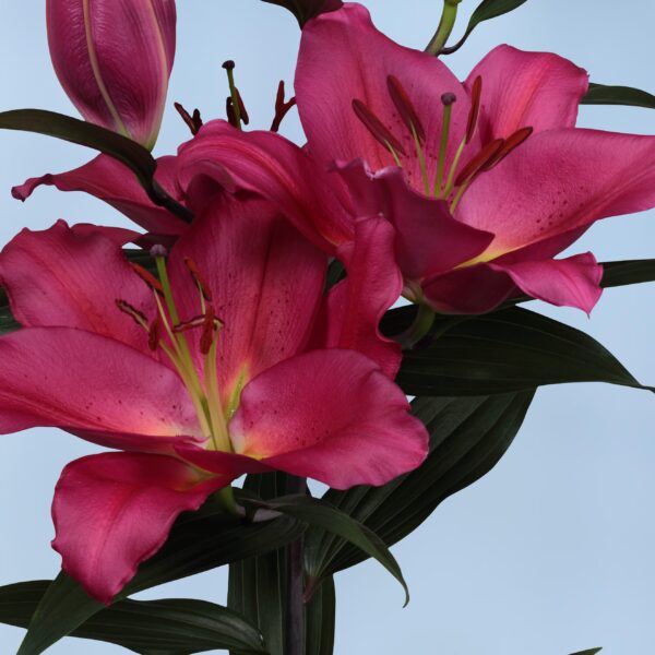 Lily, Oriental Tarrango